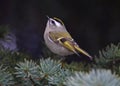 Golden-crowned Kinglet Royalty Free Stock Photo