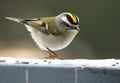 Golden-crowned Kinglet Royalty Free Stock Photo