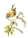 Golden crowned Kinglet Bird Watercolor Illustration Hand Painted isolated on white background