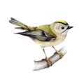 Golden-crowned kinglet bird. Watercolor realistic illustration. Hand drawn small forest songbird. Regulus regulus Royalty Free Stock Photo