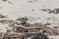 The golden-crowned kinglet Regulus satrapa Royalty Free Stock Photo