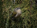 Golden crowned kinglet in a natural environment background Royalty Free Stock Photo