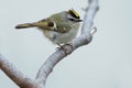 Golden-crowned Kinglet - Regulus satrapa Royalty Free Stock Photo