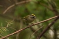 Golden-crowned Kinglet ( Regulus satrapa ) on a branch Royalty Free Stock Photo
