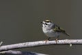 Golden-crowned Kinglet, Regulus satrapa, foraging in woodland Royalty Free Stock Photo