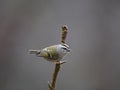 Golden-crowned kinglet, Regulus satrapa Royalty Free Stock Photo