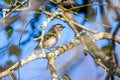 Golden-crowned Kinglet, Regulus satrapa, Passeriformes, Regulidae