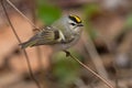 Golden-crowned Kinglet - Regulus satrapa Royalty Free Stock Photo