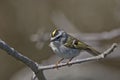 Golden-crowned Kinglet, Regulus satrapa, perched on a twig Royalty Free Stock Photo