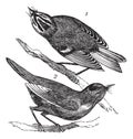 Golden-crowned Kinglet or Regulus satrapa and Ruby-crowned Kinglet or Regulus calendula vintage engraving