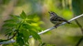 Golden-crowned Kinglet (Regulus satrapa Royalty Free Stock Photo