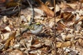 The golden-crowned kinglet Regulus satrapa Royalty Free Stock Photo