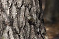 The golden-crowned kinglet Regulus satrapa Royalty Free Stock Photo