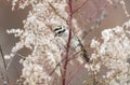 Golden Crowned Kinglet bird in winter, Georgia USA Royalty Free Stock Photo