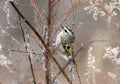 Golden Crowned Kinglet bird in winter, Georgia USA Royalty Free Stock Photo