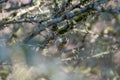 Golden-crowned kinglet resting in woods