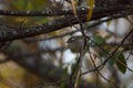 Golden-crowned kinglet resting in woods