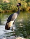 golden-crowned Southern Crowned-Crane, Balearica regulorum, is certainly the most beautiful crane