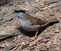 Golden-crowned Sparrow Royalty Free Stock Photo