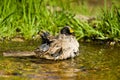 Golden Crowned Sparrow Royalty Free Stock Photo