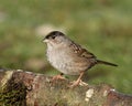 Golden-crowned Sparrow Royalty Free Stock Photo
