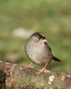 Golden-crowned Sparrow Royalty Free Stock Photo