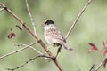 Golden-crowned Sparrow Royalty Free Stock Photo