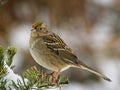 Golden-crowned Sparrow Royalty Free Stock Photo