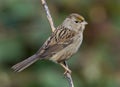 Golden Crowned Sparrow Royalty Free Stock Photo