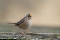 Golden crowned Sparrow resting Royalty Free Stock Photo