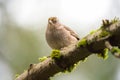 Golden crowned Sparrow resting in forest Royalty Free Stock Photo