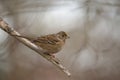 Golden crowned Sparrow resting in forest Royalty Free Stock Photo