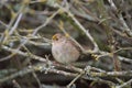 Golden crowned Sparrow resting in forest Royalty Free Stock Photo