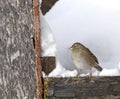 Golden-Crowned Sparrow in Winter Royalty Free Stock Photo