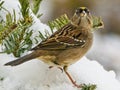 Golden-crowned Sparrow Royalty Free Stock Photo