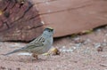 Golden-crowned Sparrow Royalty Free Stock Photo