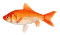 Golden crucian carp fish. Goldfish isolated on white background Royalty Free Stock Photo