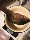 Golden crucian in enamel deep bowl