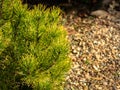 Golden cultivar dwarf mountain pine Pinus mugo Ophir with beautiful green with golden tips of needles on the shore of small bright