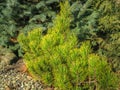 Golden cultivar dwarf mountain pine Pinus mugo Ophir in the sunny winter Royalty Free Stock Photo