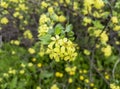 Golden currant blooms in spring. Beautiful flowering of the bush with yellow flowers. Yellow leaves on golden currants. Royalty Free Stock Photo