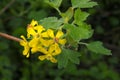 Golden Currant Blossom Bunch 02 Royalty Free Stock Photo
