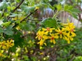 Yellow Golden Currant Blossom Bunch 02 Royalty Free Stock Photo