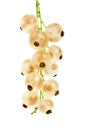 Golden currants Royalty Free Stock Photo