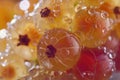 Golden currants glisten with morning dew Royalty Free Stock Photo