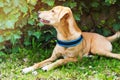 Golden cute dog resting in a garden Royalty Free Stock Photo