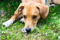 Golden cute dog resting in a garden Royalty Free Stock Photo