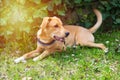 Golden cute dog resting in a garden Royalty Free Stock Photo