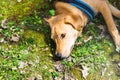 Golden cute dog resting in a garden Royalty Free Stock Photo