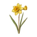 Yellow Daffodil Blossom Vector Illustration - Detailed Engraving Style